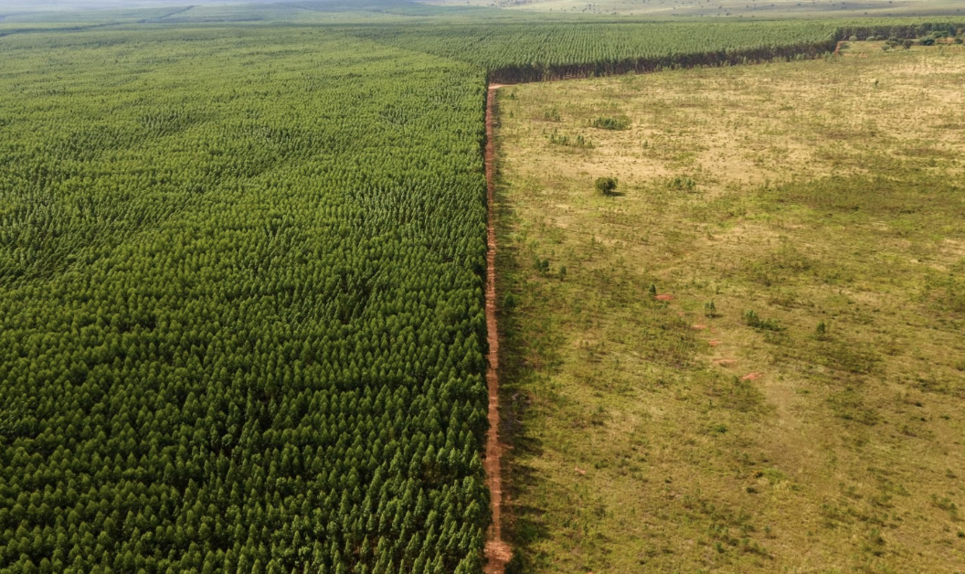 arial shot of forest with half healthy and half decimated